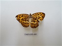 藏品(白裳貓蛺蝶)的圖片